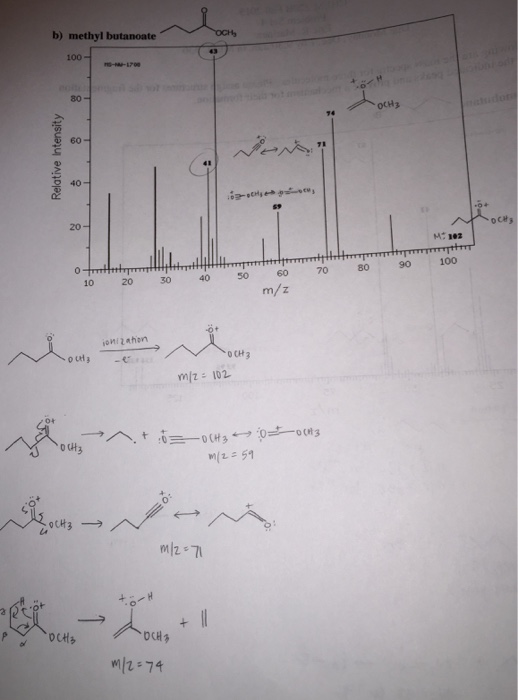 The Following Is The Mass Spectrum For Methyl Buta... | Chegg.com