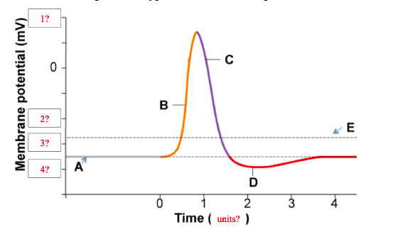 action potential graph