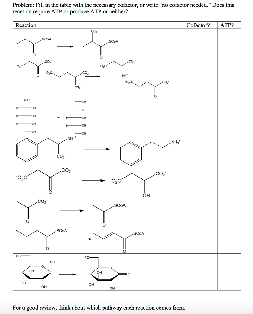 biochemistry-skills-worksheet-answers-ivuyteq