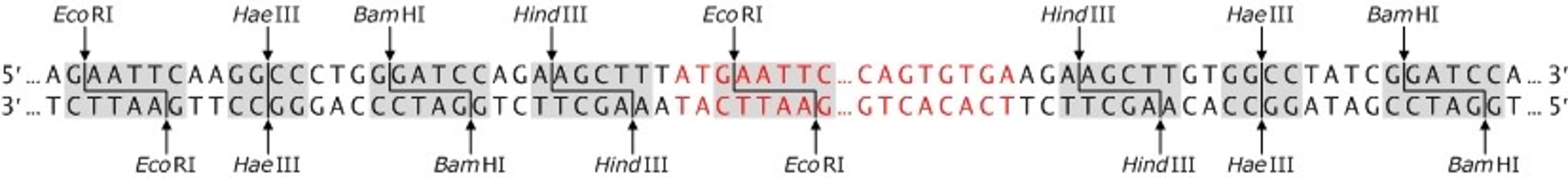 Which Enzymes Will Produce A Dna Fragment