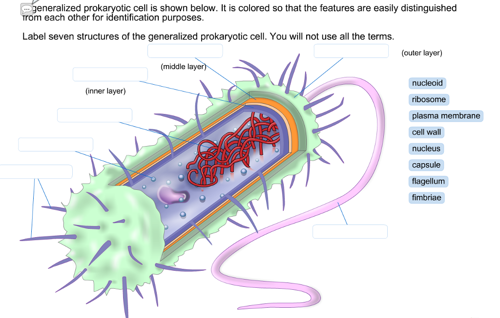 35 Label The Structures Of This Prokaryotic Cell. - Labels Design Ideas