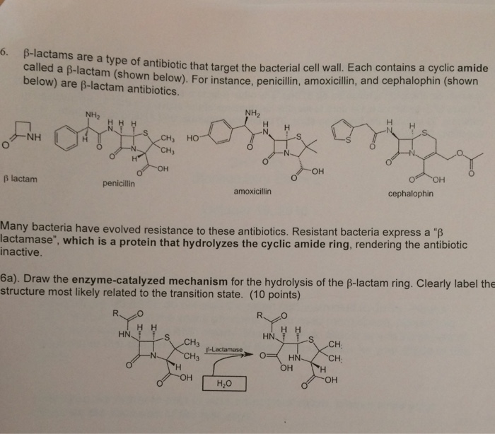 Solved beta-lactams are a type of antibiotic that target the | Chegg.com