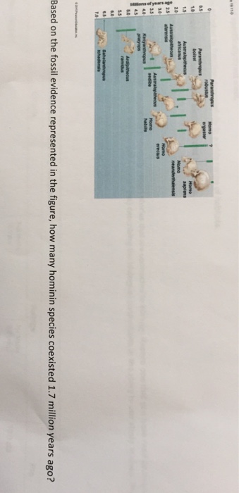 Solved Based On The Fossil Evidence Represented In The | Chegg.com