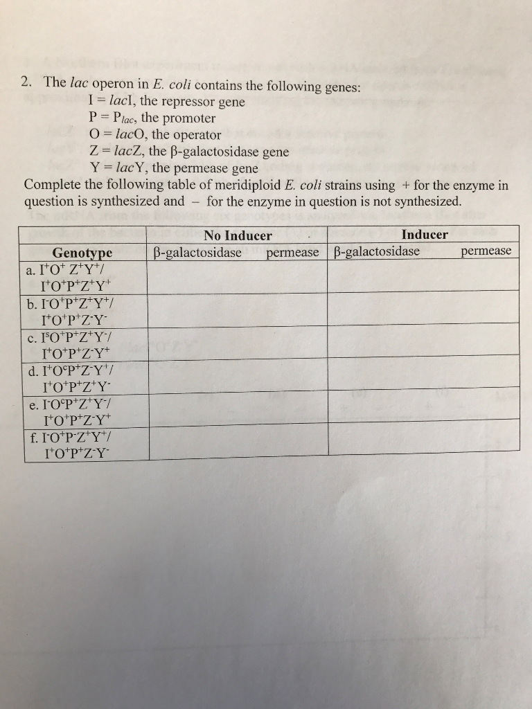 Solved The lac operon in E. coli contains the following | Chegg.com