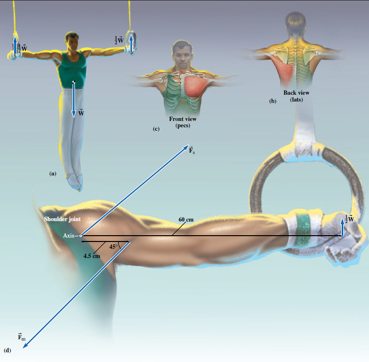 Solved In gymnastics, it is typical for the male athletes to