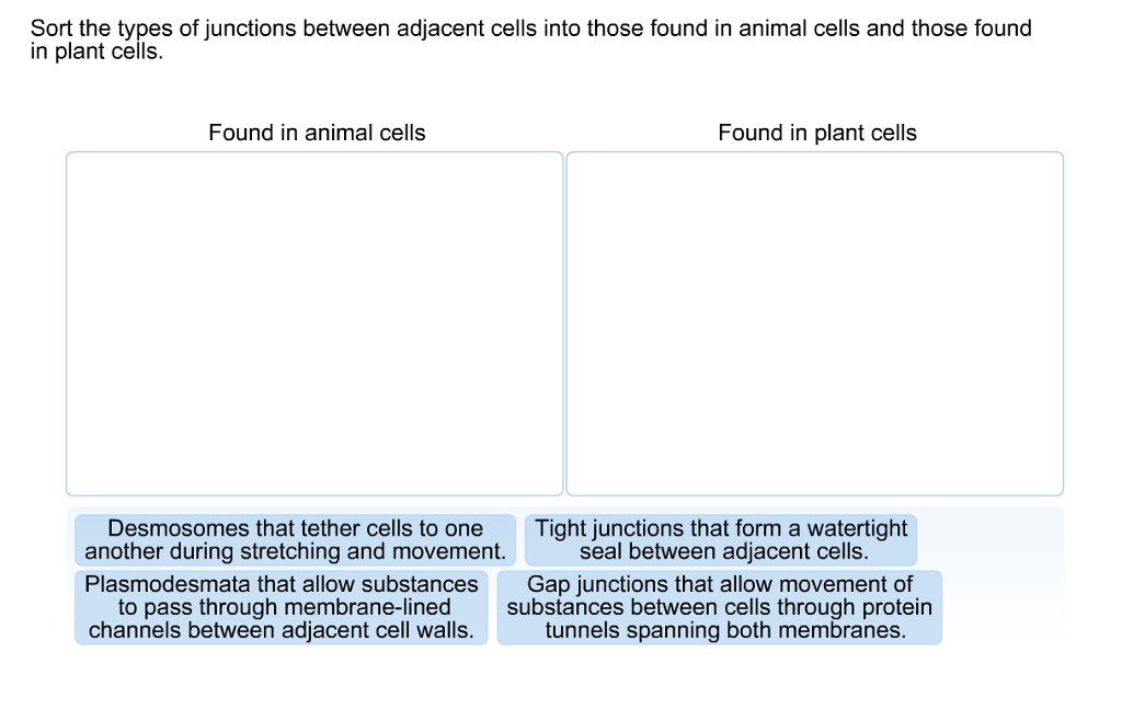 Solved Sort The Types Of Junctions Between Adjacent Cells...