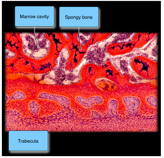 Spongy Bone Slide Labeled