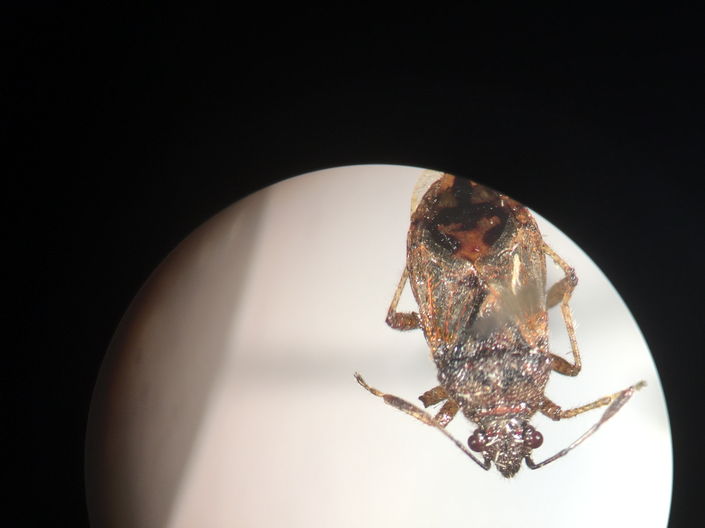 Solved Could you please help me in identifying these 2 | Chegg.com