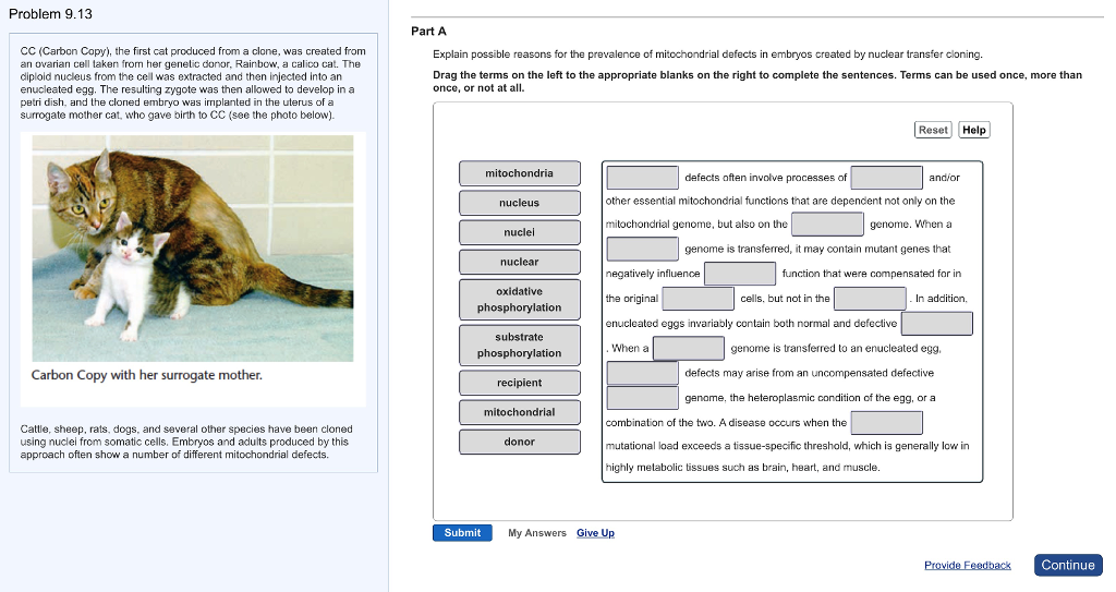Solved CC (Carbon Copy), the first cat produced from a