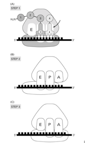 Solved Figure A below shows the stage in translation when an | Chegg.com