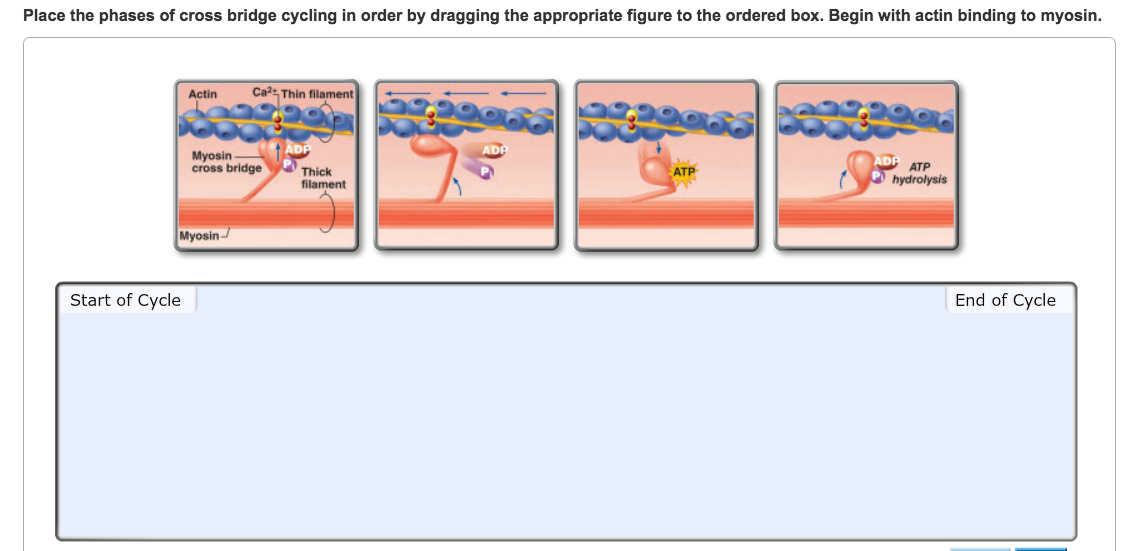Place The Phases Of Cross Bridge Cycling In Order - TracekruwMorgan