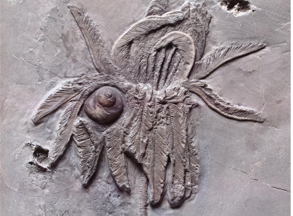 solved-this-is-a-silurian-crinoid-to-what-phylum-do-chegg