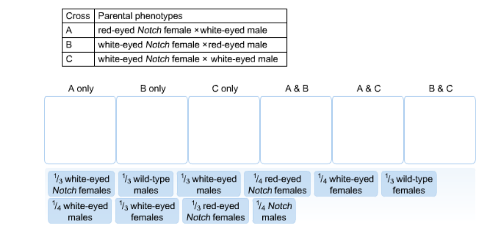 Solved The Notch Mutation Is A Deletion On The X Chromosome Chegg
