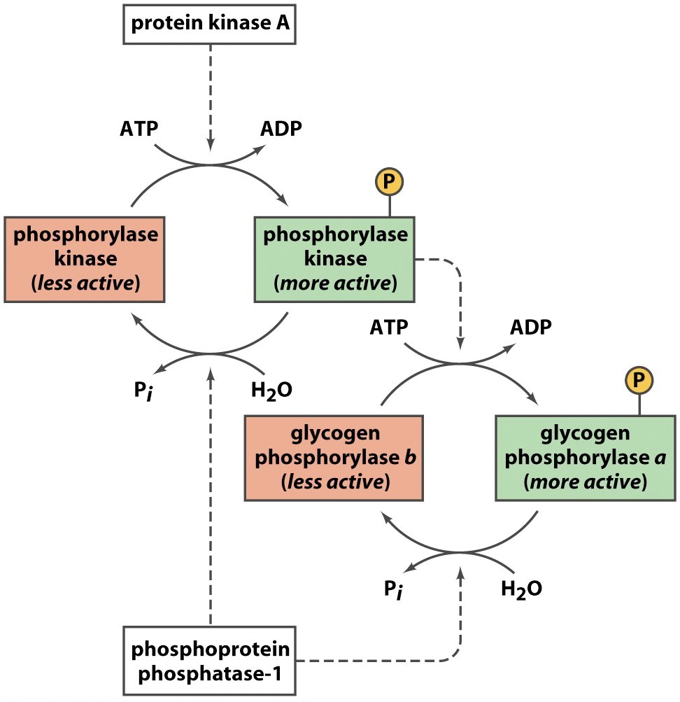 Solved protein kinase A ADP ATP phosphorylase phosphorylase | Chegg.com