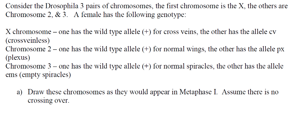 Solved Consider the Drosophila 3 pairs of chromosomes, the | Chegg.com