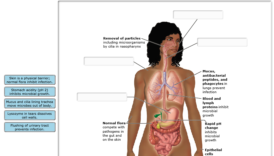 Solved Numerous barriers exist in human beings to prevent | Chegg.com