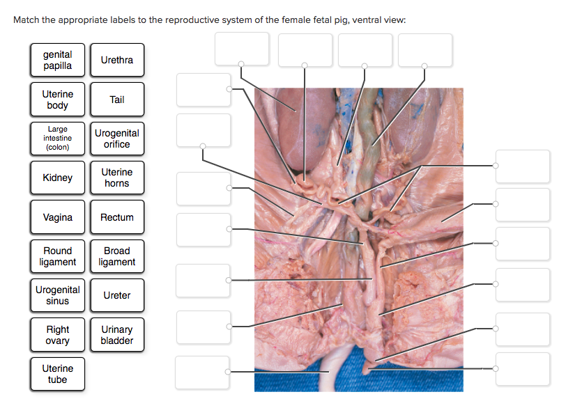 Fetal pig diagram with labels