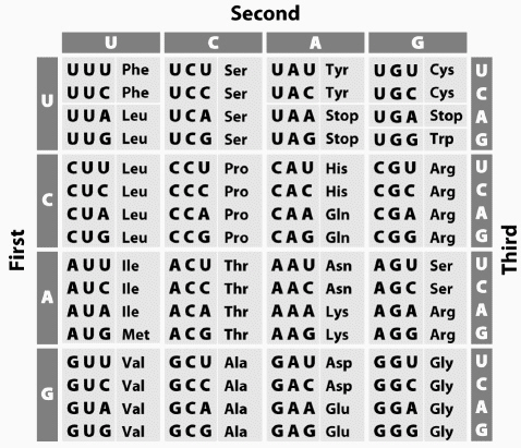 Solved Please refer to codon table. Which of the following | Chegg.com