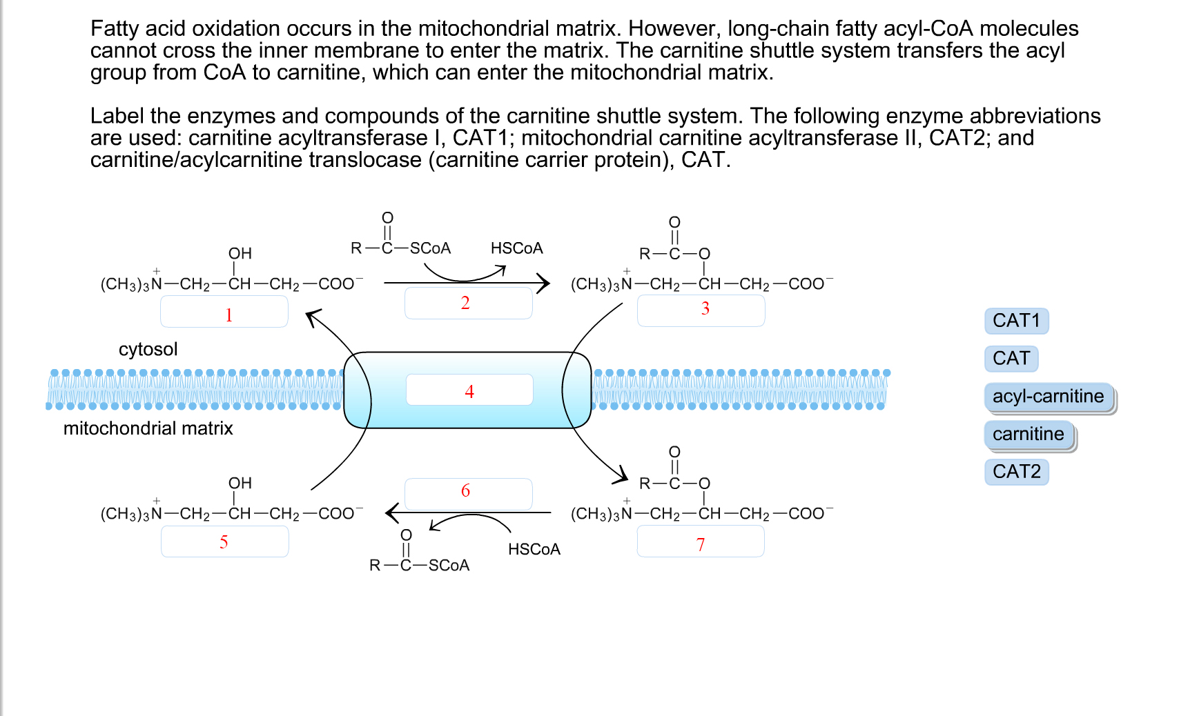 where-does-fatty-acid-oxidation-occur-slidesharedocs