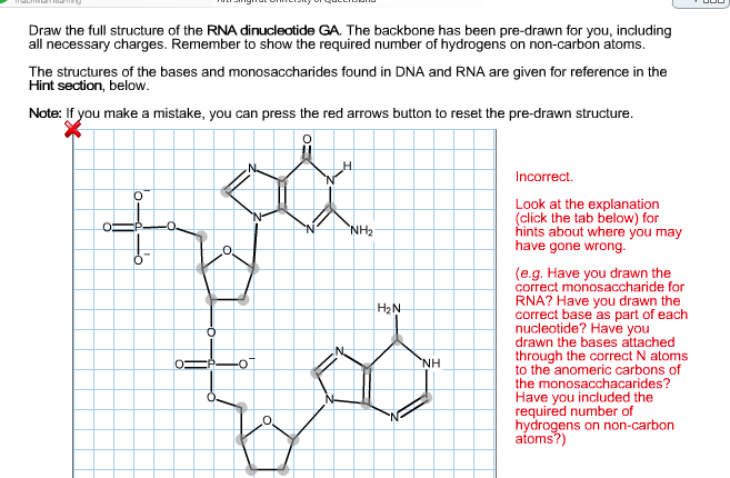 Dinucleotide Structure