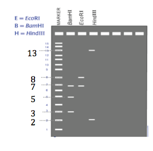 Solved A linear DNA fragment is digested with BamH I, EcoR | Chegg.com