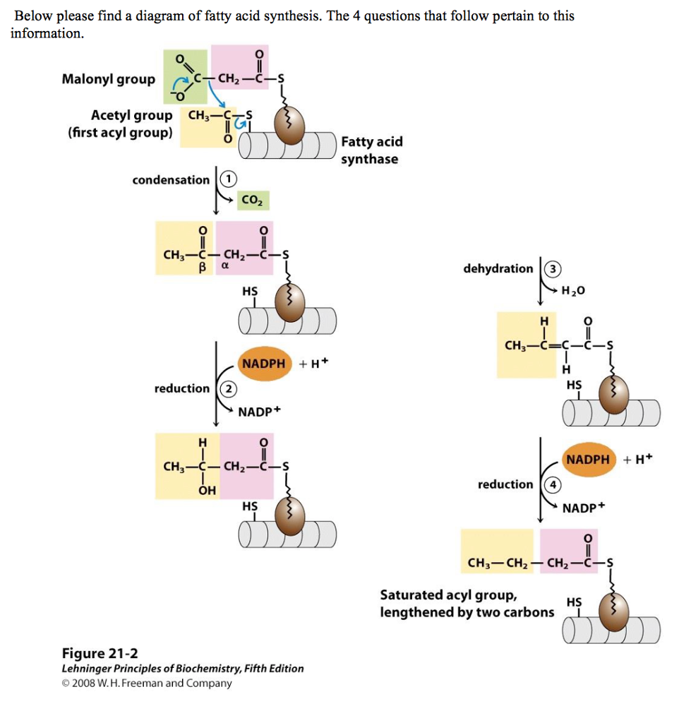 Fatty Acid Synthesis Diagram