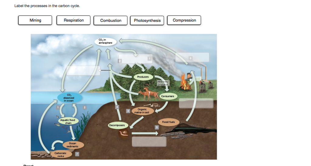 Solved Label the processes in the carbon cycle. | Chegg.com