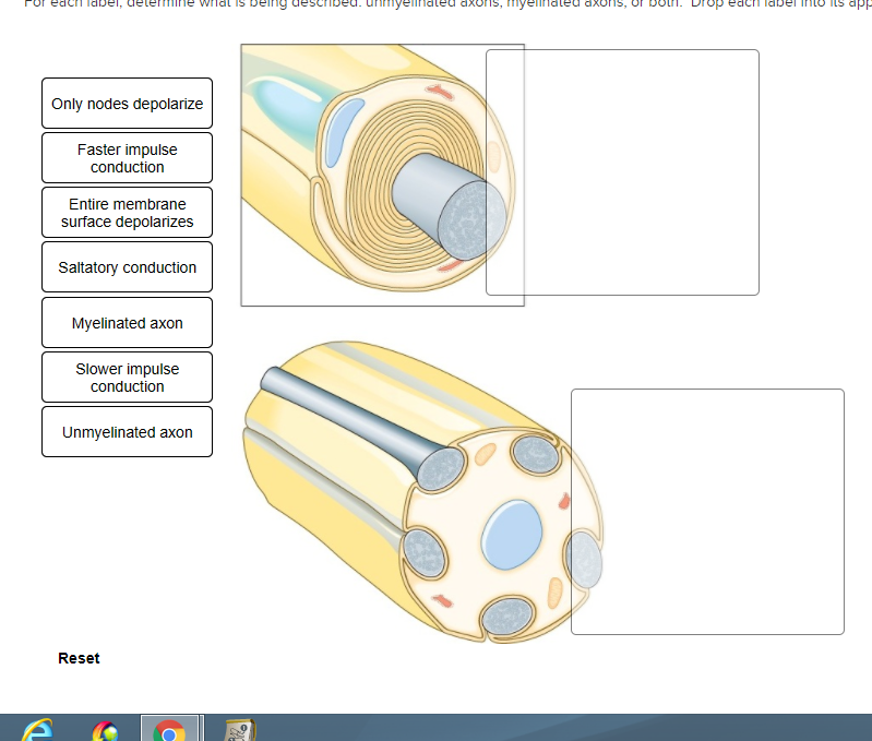 Solved For each label, determine what is being described