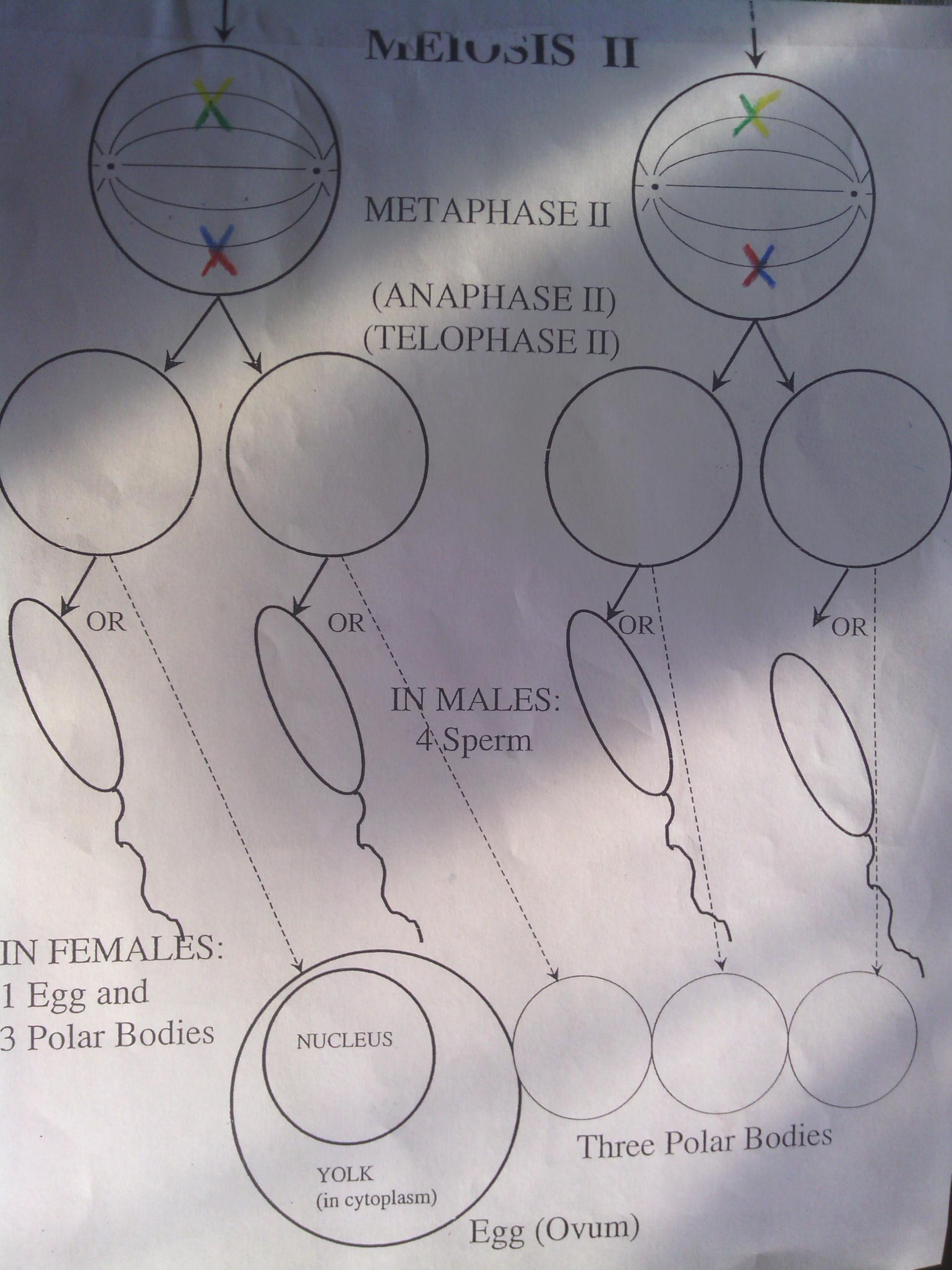 prophase anaphase metaphase telophase