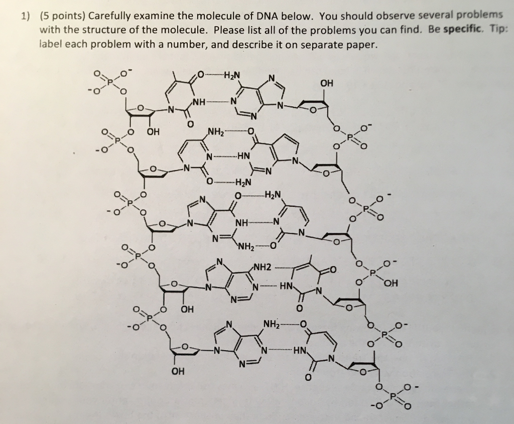 Solved Carefully examine the molecule of DNA below. You | Chegg.com