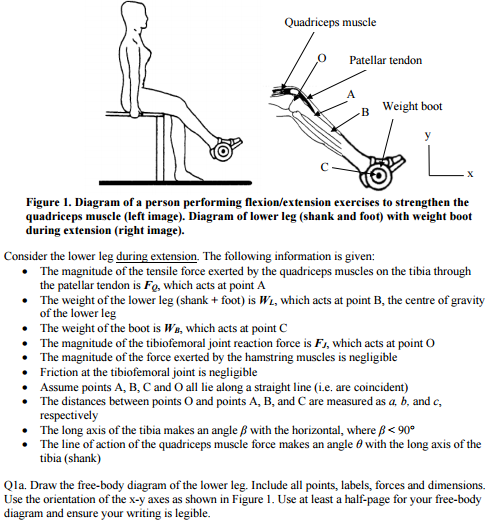 Solved Quadriceps muscle O Patellar tendorn B Weight boot | Chegg.com