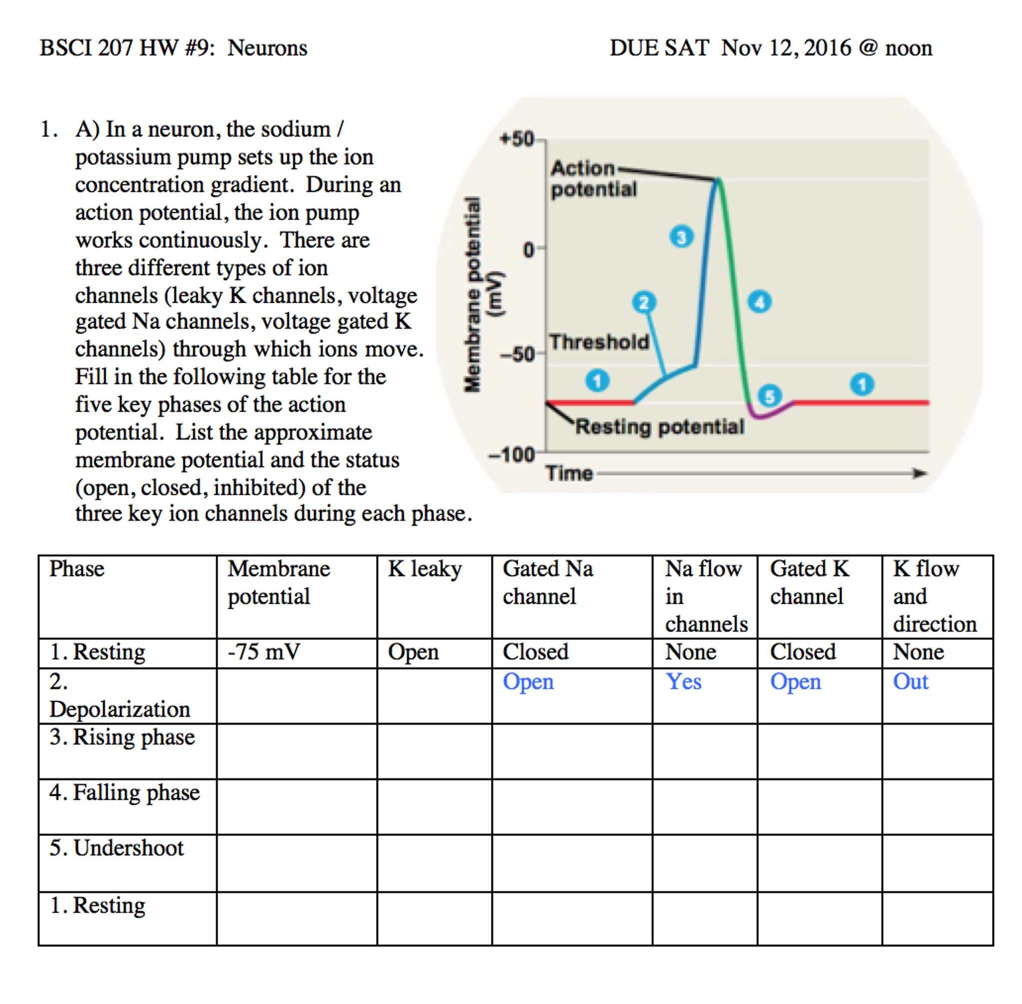 Solved In a neuron, the sodium/potassium pump sets up the