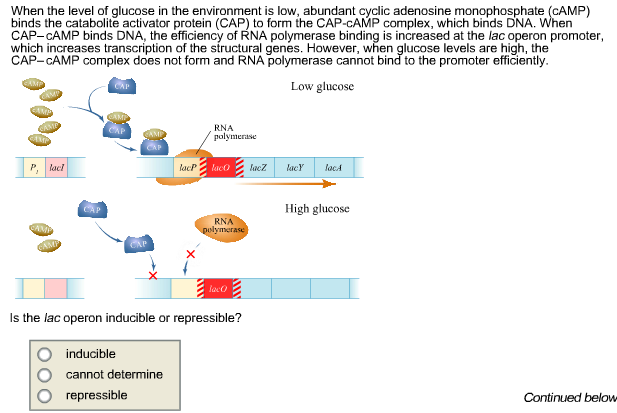 cyclic amp glucose