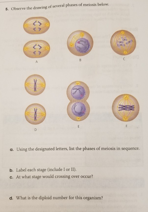 Solved 5. Observe the drawing of several phases of meiosis | Chegg.com