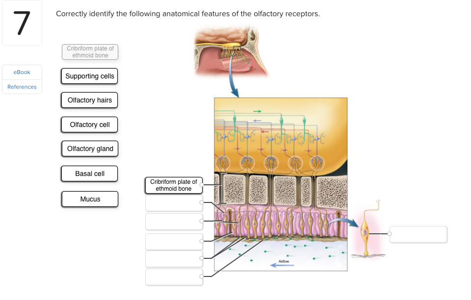 Solved 7 Correctly identify the following anatomical