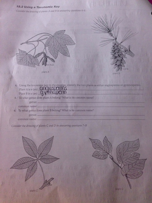 Solved Consider The Drawing Of Plants A And B In Answering | Chegg.com