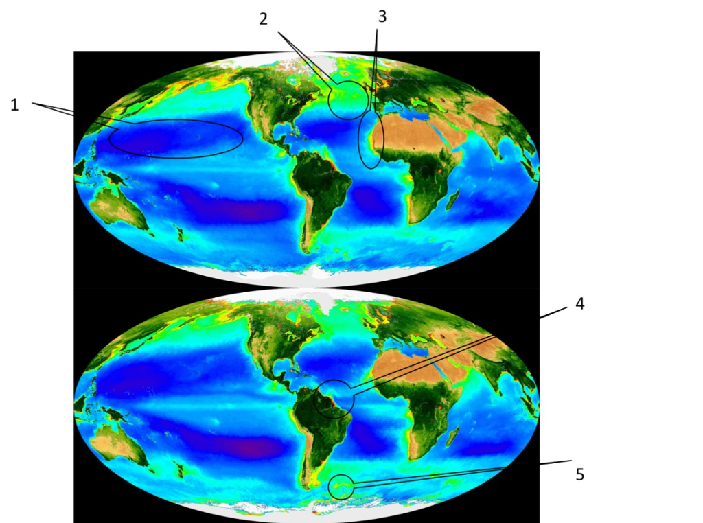 Solved 1) Here is a map of surface chlorophyll during the | Chegg.com
