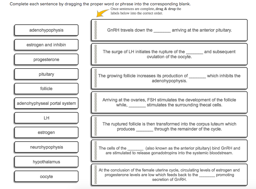 Solved: Complete Each Sentence By Dragging The Proper Word&hellip; | Chegg.com