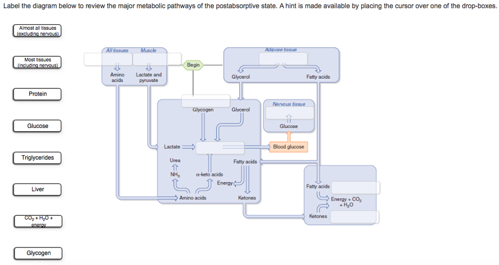 Solved Label the diagram below to review the major metabolic