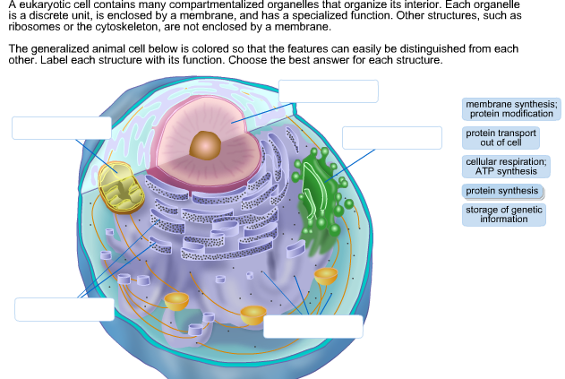 Cell contains. Eukaryotic Cell. Membrane-enclosed organelles. Compartmentalization of eukaryotic Cells. Cell and its organelles Layout.