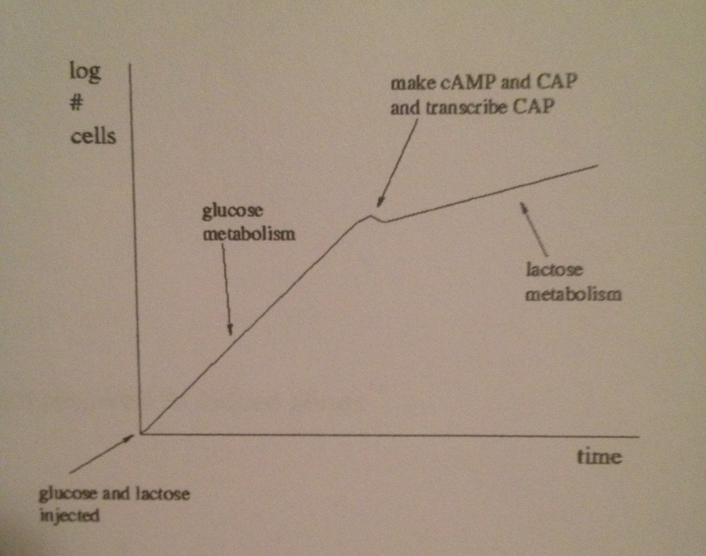 Solved Glucose is the preferred metabolite for e. coli, | Chegg.com