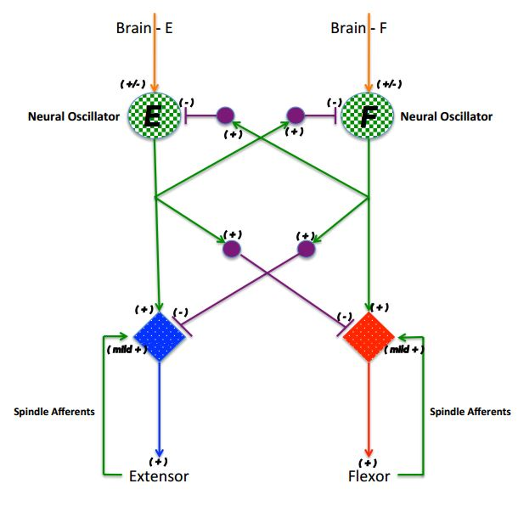 Consider the model of a central pattern generator