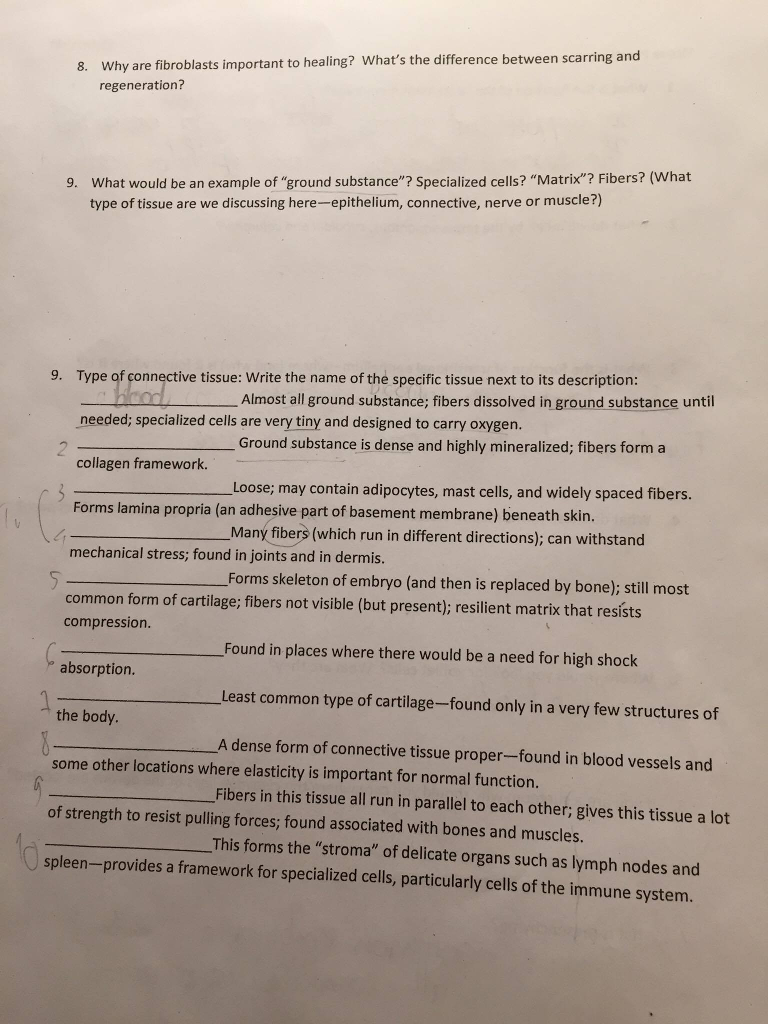 solved-why-are-fibroblasts-important-to-healing-what-s-the-chegg