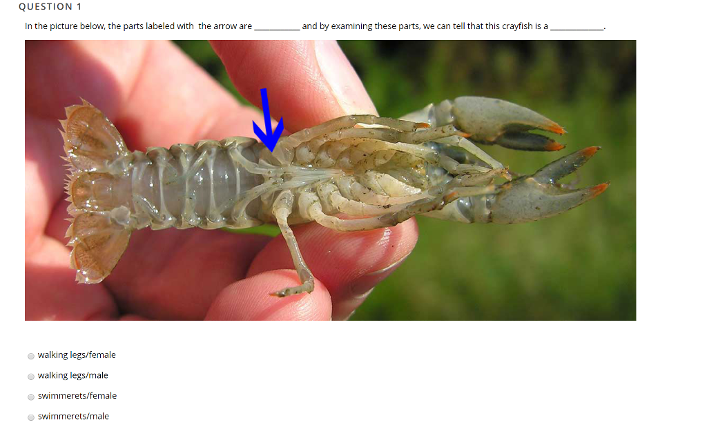 Solved QUESTION 1 In the picture below, the parts labeled