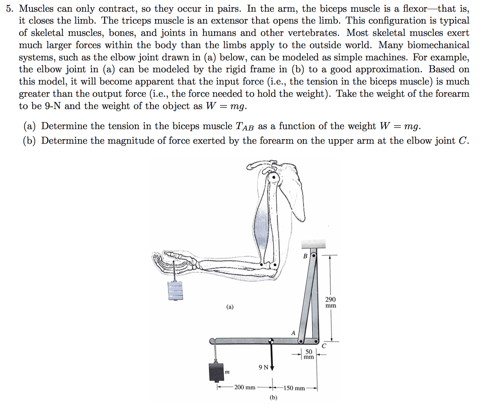 Solved Muscles can only contract, so they occur in pairs. In | Chegg.com