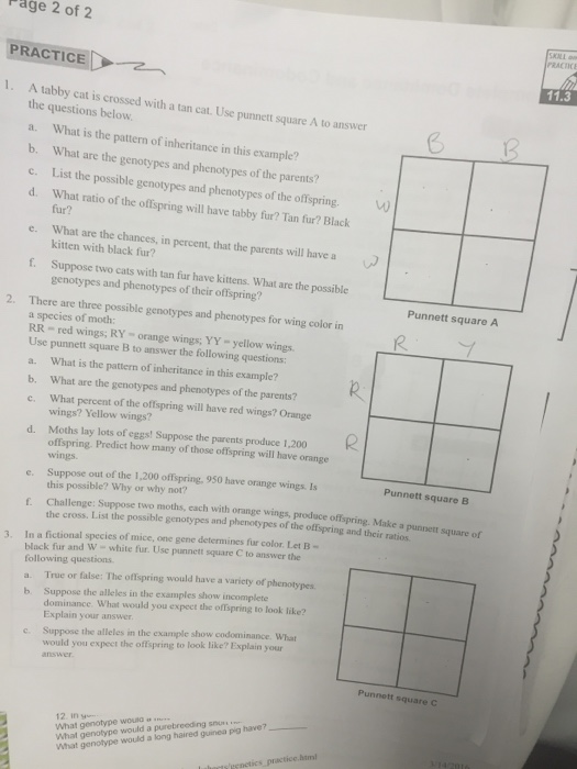Punnett Square Incomplete Dominance Worksheet Answer Key : Guru Pintar