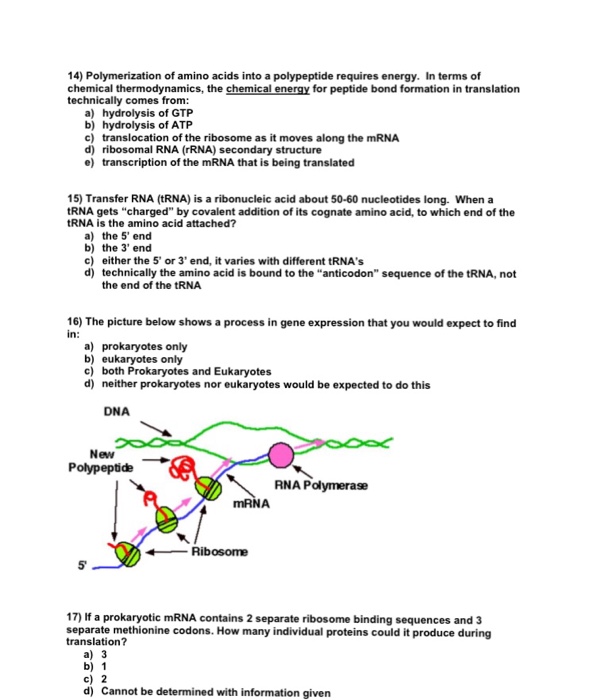 Solved Polymerization Of Amino Acids Into A Polypeptide 