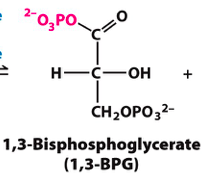 1 3 Bisphosphoglycerate