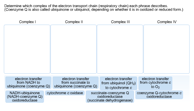 Solved Determine which complex of the electron transport | Chegg.com