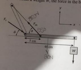 Solved Consider the lever representation of the elbow. Fm is | Chegg.com